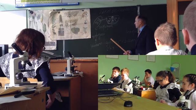 Папоротникообразные 6 класс смотреть онлайн