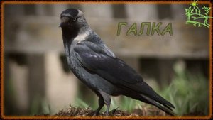 Голоса птиц Как поёт Галка (Corvus monedula).mp4
