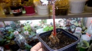 БЕГОНИЯ. Размножение листиком.