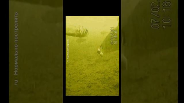 Камера Calypso UVS-03 Plus #хмао #рыбалка #покачи смотреть онлайн