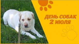 Международный день собак. Видео открытка