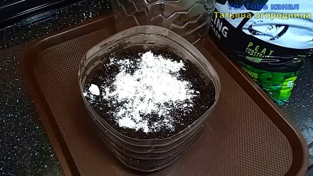 Рассада капусты без пикировки от посева до высадки! Что добавить в лунку для большого урожая!