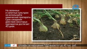 Садовые истории – муха-минер