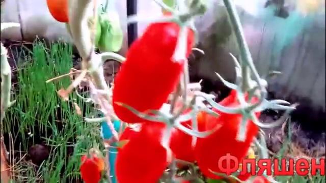 Суперурожайный сорт, нескончаемые кисти, вяжет бесконечно. «Фляшен» смотреть онлайн