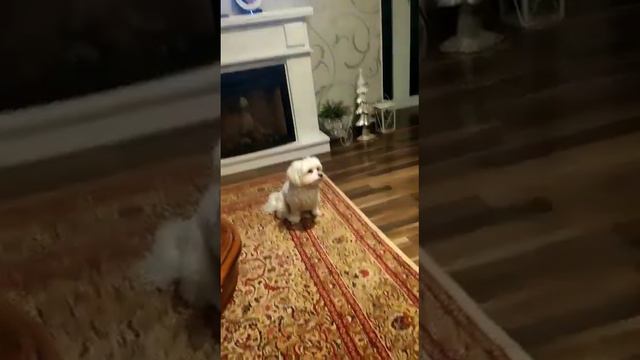 Куки купим самый лучший шампунь, чтоб тело не чесалось смотреть онлайн