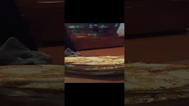 К Коту пришла Масленица