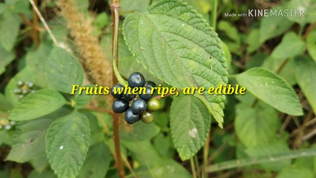 Lantana Plant/Kerala смотреть онлайн