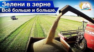 Жнём яровую пшеницу на двух Палессе и одном Акросе. Работа  на МАЗ-5551 в уборку.