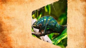Хамелеон — красивый домашний питомец: плюсы и минусы