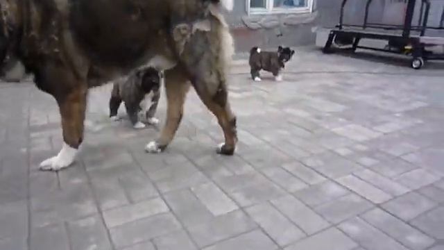 Девочки Тундры (1 месяц) смотреть онлайн