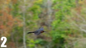 Sony A6700 | The Ultimate Camera For Birding?