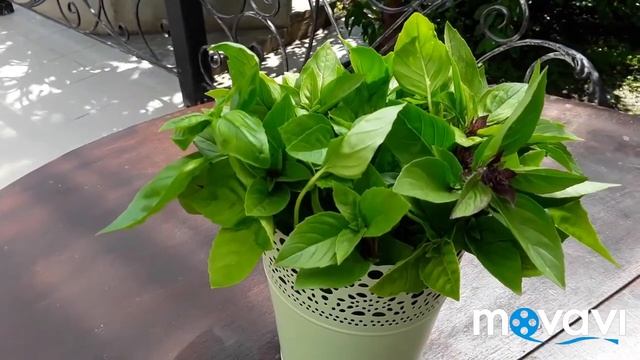 Базилик, busuioc, ocimum basiliicum... заготовка на зиму (заморозка) смотреть онлайн