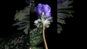 Анемон из холодного фарфора