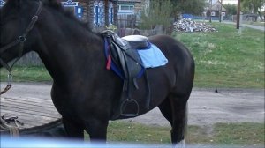 Седлаю и расчищаю лошадь