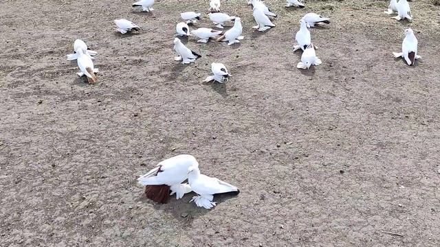 Голуби домашние. Костанай, 2022 г. Масть разная: чернохвостые, краснохвостые, желтохвостые. смотреть онлайн