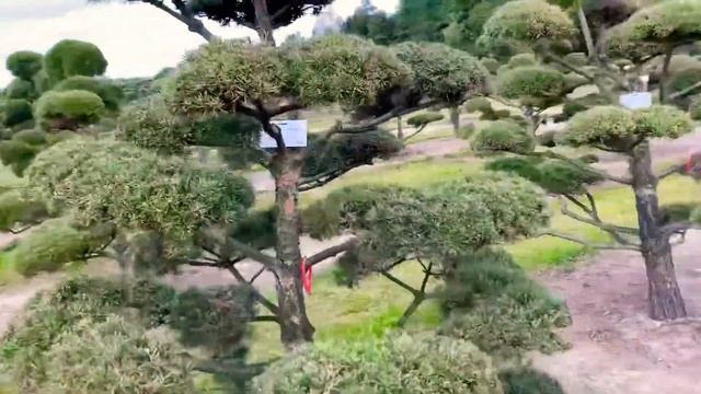 Лайфхаки. Отборка растений для Японских садов. Садовый центр ‘ART Garden