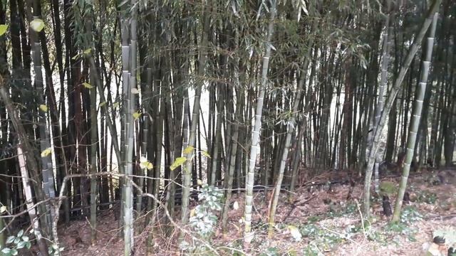 БАМБУК Чудо ТРАВА Выращивание Уход смотреть онлайн