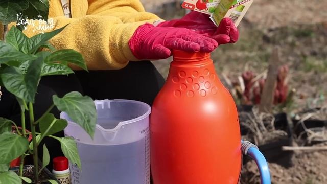 Как оживить рассаду после заморозков весной. Антистрессовые препараты для растений смотреть онлайн