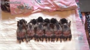 Красивые щинята