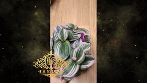 Традесканция Нанук подвесная