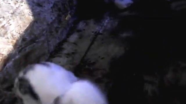 крольчата 3 недели видео