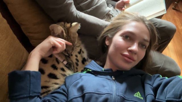 Сервал домашний мурчит 💞 serval cat meow 🐆