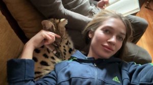 Сервал домашний мурчит 💞 serval cat meow 🐆