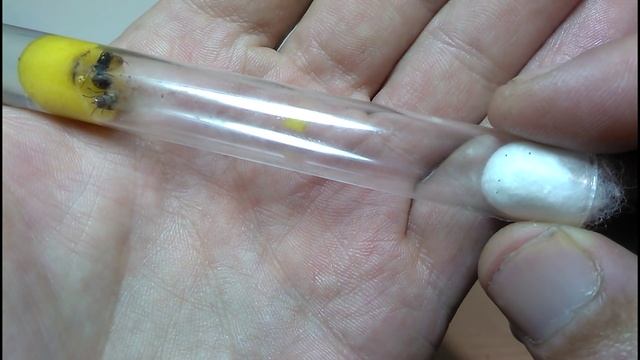 Lasius niger и муха ПАРАЗИТ семейства Тахины!!! 2 часть смотреть онлайн