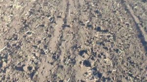 МТЗ 82 на спарках, готовим почву к посеву 😎