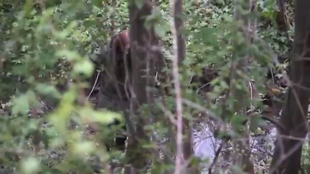 Травовед  Копытень  Рассказывает Моряков Сергей Викторович