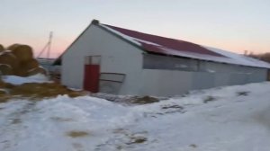 Миллион на свиньях. Снижение издержек. Ангар для свиней.