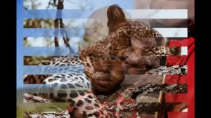 Релакс Спокойная африканская музыка для исцеления души