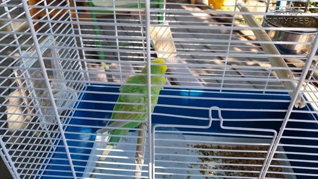 как содержать попугая во время отпуска смотреть онлайн