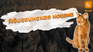 Абиссинская порода кошек