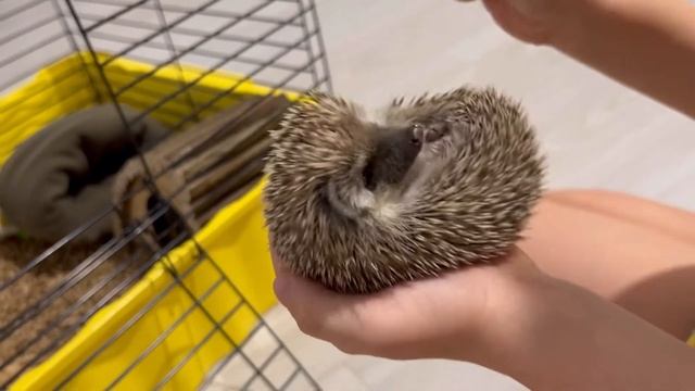 Как ухаживать и чем кормить африканского ежика смотреть онлайн