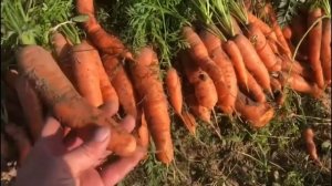 Сбор урожая моркови. Как класть на хранение морковь