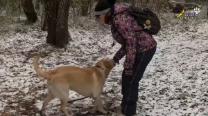 Переключение кормом между владельцами, дрессировка лабрадор ретривер