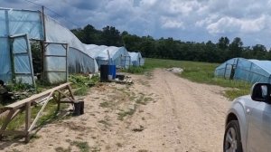 Овощи Растут. Сравнение огурца с прививкой и без прививки.