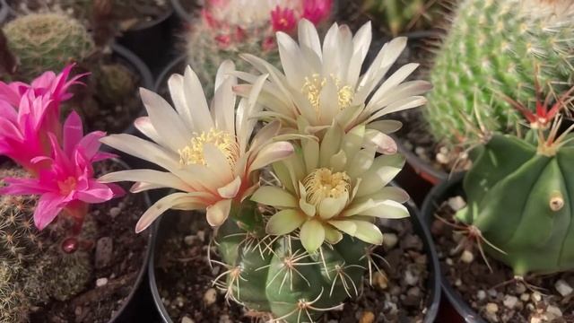 Gymnocalycium Baldianum Quick Overview & Care Tips смотреть онлайн