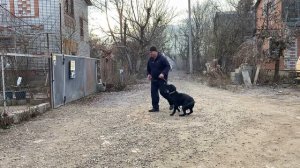 Дрессировка лабрадор! Марк 2 года команда ко мне!