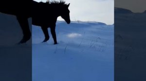 теперь все видео ну почти все будут про лошадей 🐎