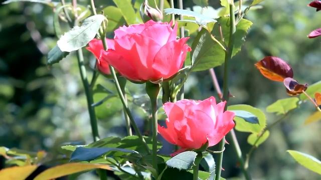 розы цветы фон смотреть онлайн