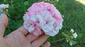 Пеларгония "Тамара", июль 2022. Очень нежный сорт