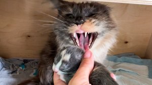 МЕЙН-КУН НАЯ РОДИЛА / Свидание сингапурских кошек