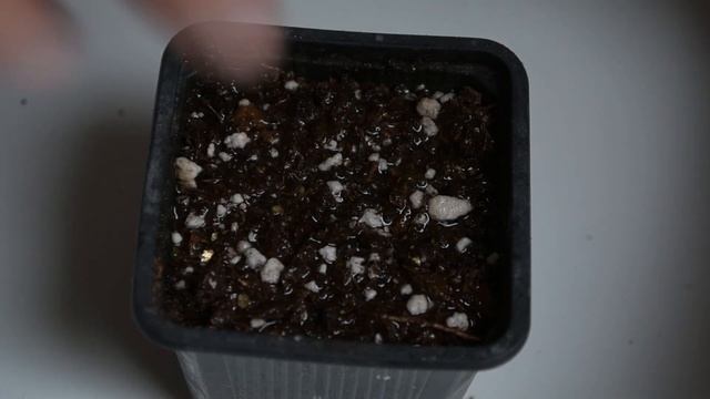 Cómo GERMINAR CATNIP EN CASA? (Nepeta Cataria) | Huerto Urbano Villarreal смотреть онлайн