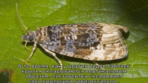 Гусеницы на яблоне в паутине: как бороться