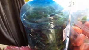 Помидоры на зиму в пластиковой бутылке