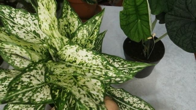 NEW‼️‼️‼️ WOW‼️‼️‼️Алоказия Мело и Аглаонема Вайт Киви. смотреть онлайн