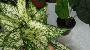 NEW‼️‼️‼️ WOW‼️‼️‼️Алоказия Мело и Аглаонема Вайт Киви.