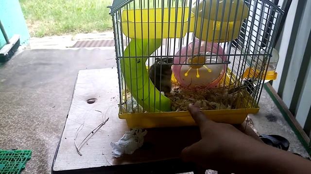 Ручной хомяк за 5 минут!